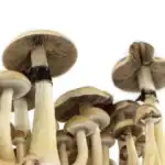 Supa Gro Kit 100% 'B+' – Bild 6