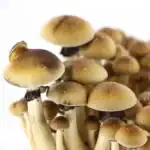 Supa Gro Kit 100% 'B+' – Bild 7