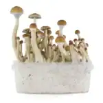 Fresh Mushrooms Zuchtset 'B+' – Bild 3