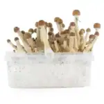 Fresh Mushrooms Zuchtset 'Mexican'