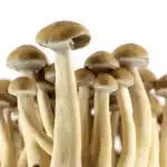 Supa Gro Kit 100% 'Golden Teacher' – Bild 6