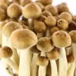 Supa Gro Kit 100% 'Golden Teacher' – Bild 7