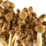 Supa Gro Kit 100% 'Hawaiian' – Bild 6