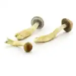 Supa Gro Kit 100% 'Hawaiian' – Bild 3