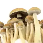 Supa Gro Kit 100% 'McKennaii' – Bild 5