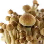 Supa Gro Kit 100% 'McKennaii' – Bild 6