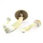 Supa Gro Kit 100% 'McKennaii' – Bild 7