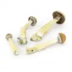 Supa Gro Kit 100% 'Mexican' – Bild 5