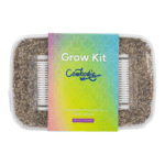 Zuchtset 'Cambodia' – Bild 2