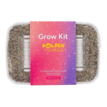 Euweed Zuchtset 'Golden Teacher' – Bild 2