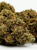 Mango Haze – Bild 3